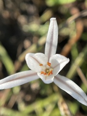 Trachyandra filiformis