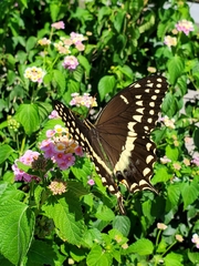 Papilio palamedes