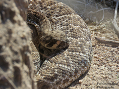 Crotalus ruber