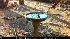 Baeolophus inornatus