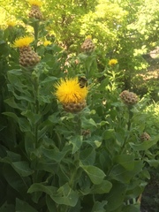 Centaurea macrocephala