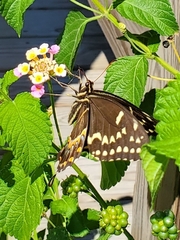 Papilio palamedes