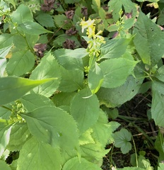 Solidago flexicaulis