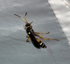 Ichneumon ambulatorius