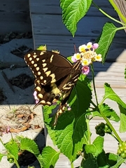 Papilio palamedes