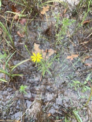 Croptilon divaricatum