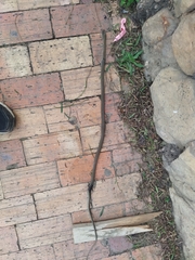 Mastigodryas boddaerti