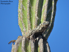 Ctenosaura hemilopha
