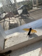 Urocerus californicus