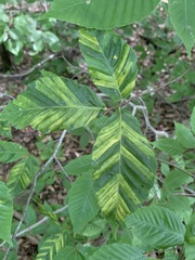 Litylenchus crenatae