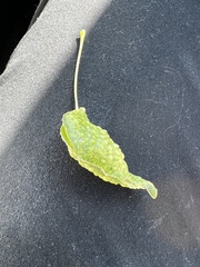 Aphidomorpha