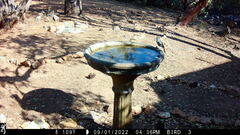 Baeolophus inornatus