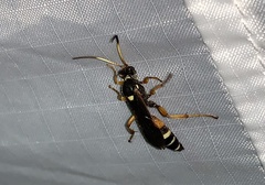 Ichneumon ambulatorius