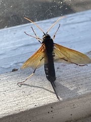 Urocerus californicus