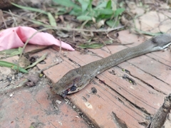 Mastigodryas boddaerti