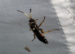 Ichneumon ambulatorius