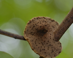 Phylloporia amplectens