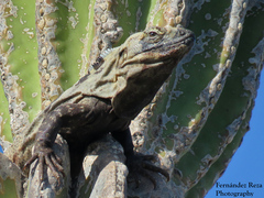 Ctenosaura hemilopha