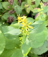 Solidago flexicaulis