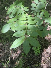 Carya illinoinensis