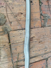 Mastigodryas boddaerti