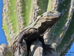 Ctenosaura hemilopha