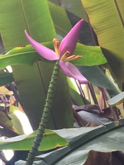 Musa ornata