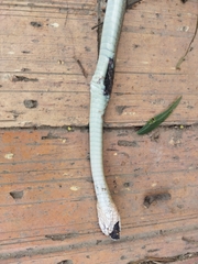 Mastigodryas boddaerti