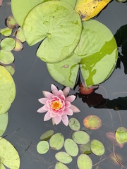 Nymphaea odorata