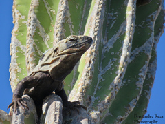 Ctenosaura hemilopha