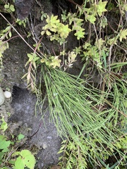 Equisetum arvense