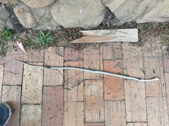 Mastigodryas boddaerti