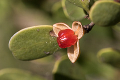 Maytenus phyllanthoides