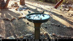 Baeolophus inornatus