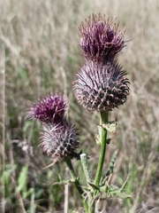 Cirsium decussatum