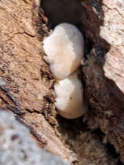 Reticularia lycoperdon