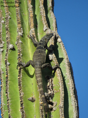 Ctenosaura hemilopha