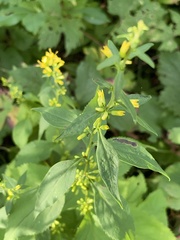 Solidago flexicaulis