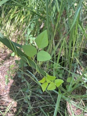Amphicarpaea bracteata