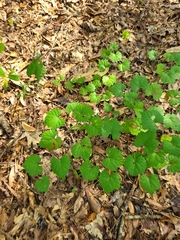 Vitis rotundifolia