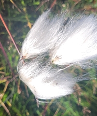 Eriophorum angustifolium
