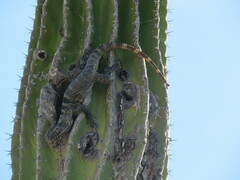 Ctenosaura hemilopha