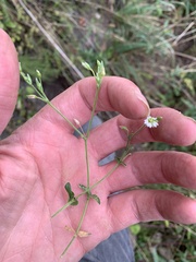 Cerastium fontanum