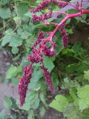 Amaranthus cruentus