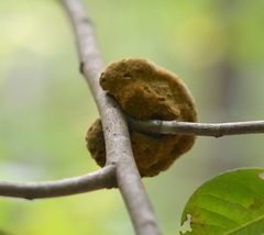 Phylloporia amplectens