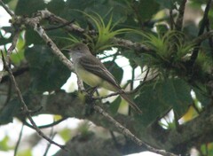 Myiarchus ferox