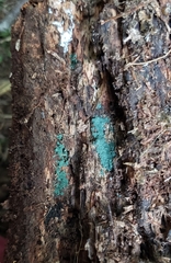 Trichoderma viride