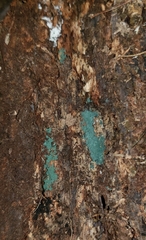 Trichoderma viride