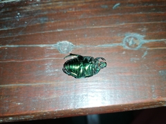 Protaetia speciosissima