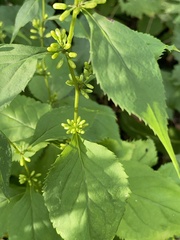 Solidago flexicaulis